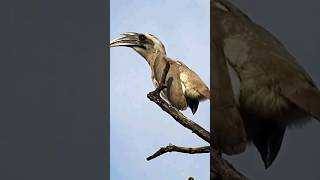 Indian Gray Hornbill Call birdcalls birdwatching birdsounds [upl. by Missy]