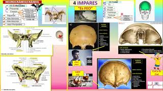 APRENDE FACIL LOS HUESOS DEL CRANEO Y CARA CON NEMOTECNIAS [upl. by Yruoc]