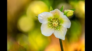 Plant Review Helleborus orientalis Lenten Rose amp various hybrids [upl. by Sherwin55]