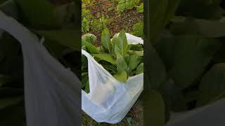 Home grown callaloo [upl. by Noivax956]