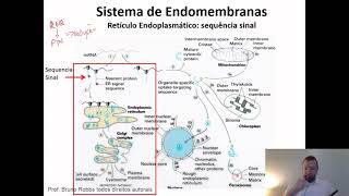 Como ocorre a translocação cotraducional de proteínas para o interior do reticulo endoplasmático [upl. by Ardnaeel]