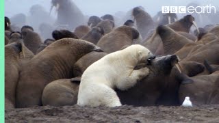 Polar Bear vs Walrus  Planet Earth  BBC Earth [upl. by Shurlock]