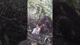 Honey Buzzard eats honey Eagle Mama grabs a large piece of honey and eats it蜂鹰吃蜂蜜，鹰妈妈抓着一大块蜂蜜，吃得滋滋有味 [upl. by Nirek]