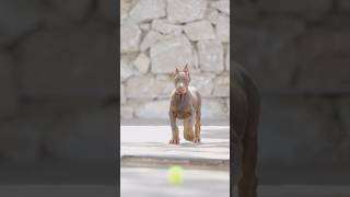 doberman dobermanpinscher puppies dobermanattack dobermanbarking dogbreeds canecorso hunter [upl. by Elyc242]