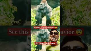 🦍Gorilla beats his chest sound videoshorts viralshorts animals gorilla wildlife likesadia [upl. by Eilak]