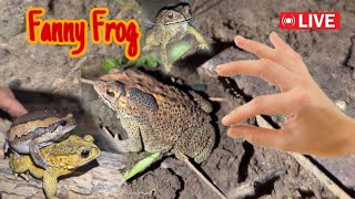 Funny first look at the frog  Catching a frog wants to laugh  Catch a frog for funfunny frog [upl. by Otiv]