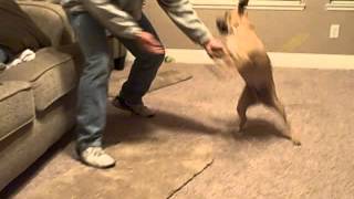 Puggle dog attacks owner [upl. by Deedahs]