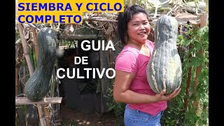 Plantar calabaza o zapallo en maceta o bolsas Seguimiento hasta recoger sus frutos [upl. by Neenaj]