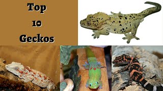 Top 10 Best Geckos Ive Kept 2019 [upl. by Lombardy709]