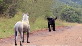 DOGO ARGENTINO ATACA E DESTRÓI PUMA EM SEGUNDOS [upl. by Jennifer]