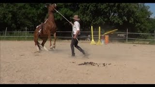 Natural Horsemanship How to reeducate a rearing horse [upl. by Bonnice]