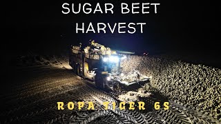 Sugar beet harvest 2024 l Ropa Tiger 6S [upl. by Mook518]