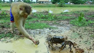 Farmer SokYaa Catching Crab In Dirty Water Alone Best Video [upl. by Ateikan634]