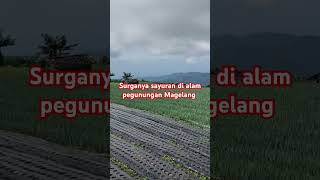 Surganya sayuran di alam pegunungan Magelang [upl. by Zaraf406]