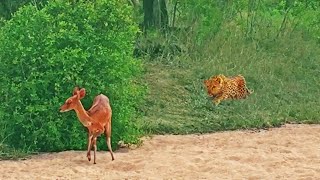 Leopard Catches Blind Buck thats Walking in Circles [upl. by Katherine]