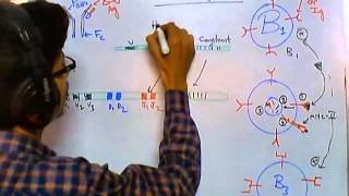 Antibody class switching [upl. by Lothario72]