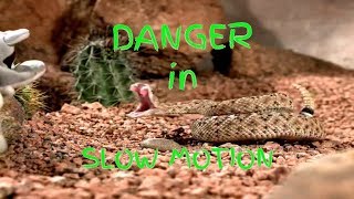 Rattle Snake strikes a beany baby in UltraSlo [upl. by Pauletta253]