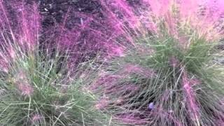 Muhlenbergia capillaris  Pink Muhly Grass [upl. by Aerdna]