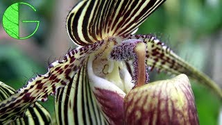 Paph rothschildianum • Orchid collection update 23 March 2019 [upl. by Chalmer]