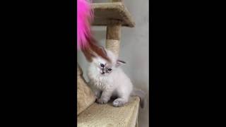 Neva Masquerade Siberian Kitten “F”  seal tabby point color [upl. by Karia]