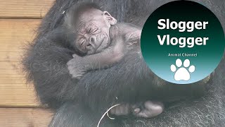 Adorable 5 Day Old Gorilla Baby And His Brothers Reaction [upl. by Procto]