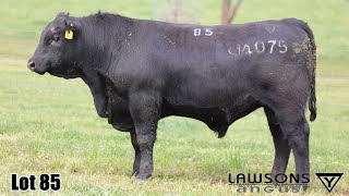 Lot 85 Lawsons Quinella VLY23U4075 [upl. by Nahtiek]