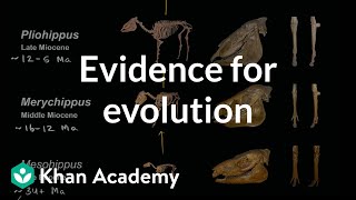 Evidence for evolution  Common ancestry and phylogeny  High school biology  Khan Academy [upl. by Dickenson]