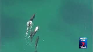 UN ORQUE MANGE UN REQUIN  FILMĆ‰ PAR UN DRONE INCROYABLE [upl. by Eirrotal]