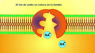 Cómo funciona La bomba de sodio y potasio  quotEl transporte activoquot [upl. by Cosimo]