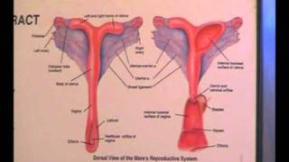 Equine Reproductive Ultrasound Techniques [upl. by Gaelan]