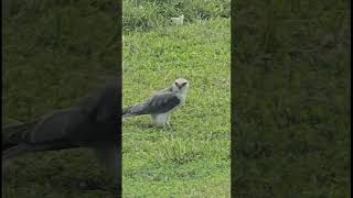 black shouldered kite eating baby monitor lizard [upl. by Lihas]