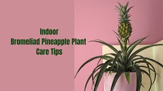 How to Grow Bromeliad Pineapple Indoors 🌿🍍 [upl. by Noy]