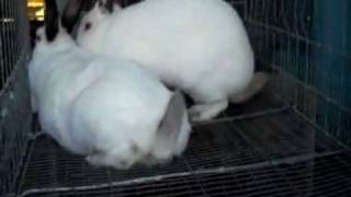 Successful Rabbit Breeding [upl. by Eliga]