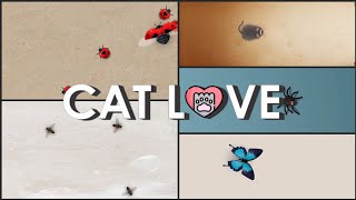 Juego para gatos  MIX  Game for cats  MIX [upl. by Thant]