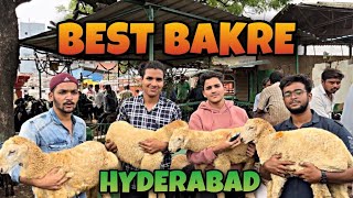 Saste Bakra Market Hyderabad  Best Bakra Hyderabad  Cheapest Qurbani Janwar [upl. by Bret]