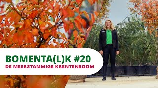 BOMENTALK 20  De Meerstammige Krentenboom [upl. by Alric]