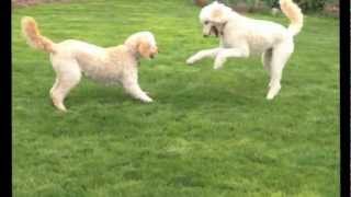 Two Goldendoodle Dogs Playing [upl. by Colley]