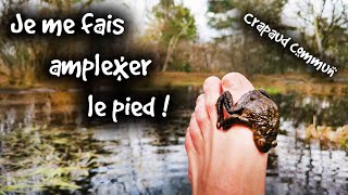 Ce Crapaud saccouple avec mon pied   FOCUS [upl. by Nohsar]