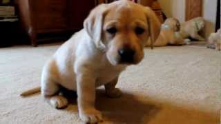 Yellow Labrador Retriever Puppies playing 6 weeks CUTE explosion BucABuc Farm [upl. by Llerrud]