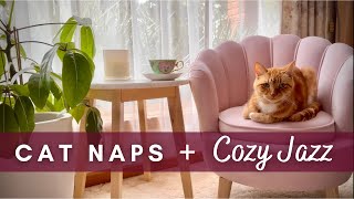 Relaxing Cozy Jazz music with napping Ginger cat on a rainy day [upl. by Iuqcaj]