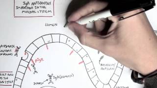 Part III  Mucosal Immunity IgA antibodies [upl. by Wiggins]