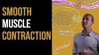 1 Minute Recap  Smooth Muscle Contraction [upl. by Giardap]