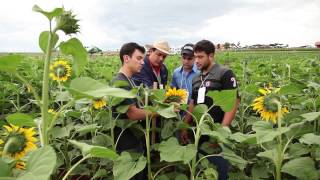 Agronomia Unicesumar  Profissão em Foco [upl. by Catlin]