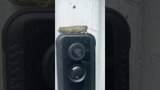 Connecticut Raw Content ‼️ Grasshopper At Large 👀￼￼￼ [upl. by Yretsym]