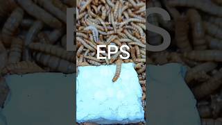 Mealworms Vs Styrofoam timelapse mealworms insects food wormlapse insects fruit shortsfunny [upl. by Yrrum]