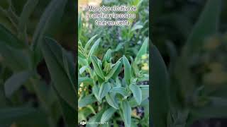 Camelina biocombustibles aviacion agro [upl. by Sutherlan]