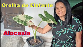 Orelha de Elefante  Alocasia Macrorrhiza [upl. by Lyj]