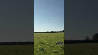 First Time Flying an RC Plane  Hawk’s Work BF109 [upl. by Kcirdot518]