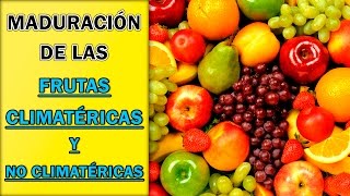 ABSORBENTES DE ETILENO soluciones para alargar la vida de frutas verduras y flores [upl. by Neilson747]