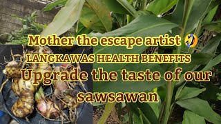 Mother the escape artist LANGKAWAS or Galangal Health Benefits [upl. by Asirahc815]